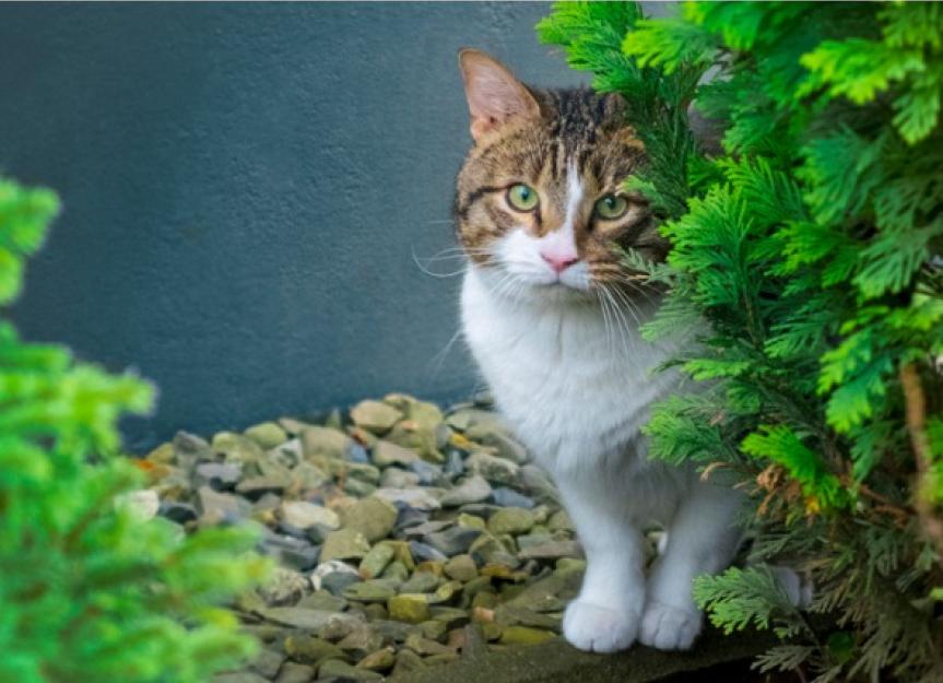 Cute store stray cat